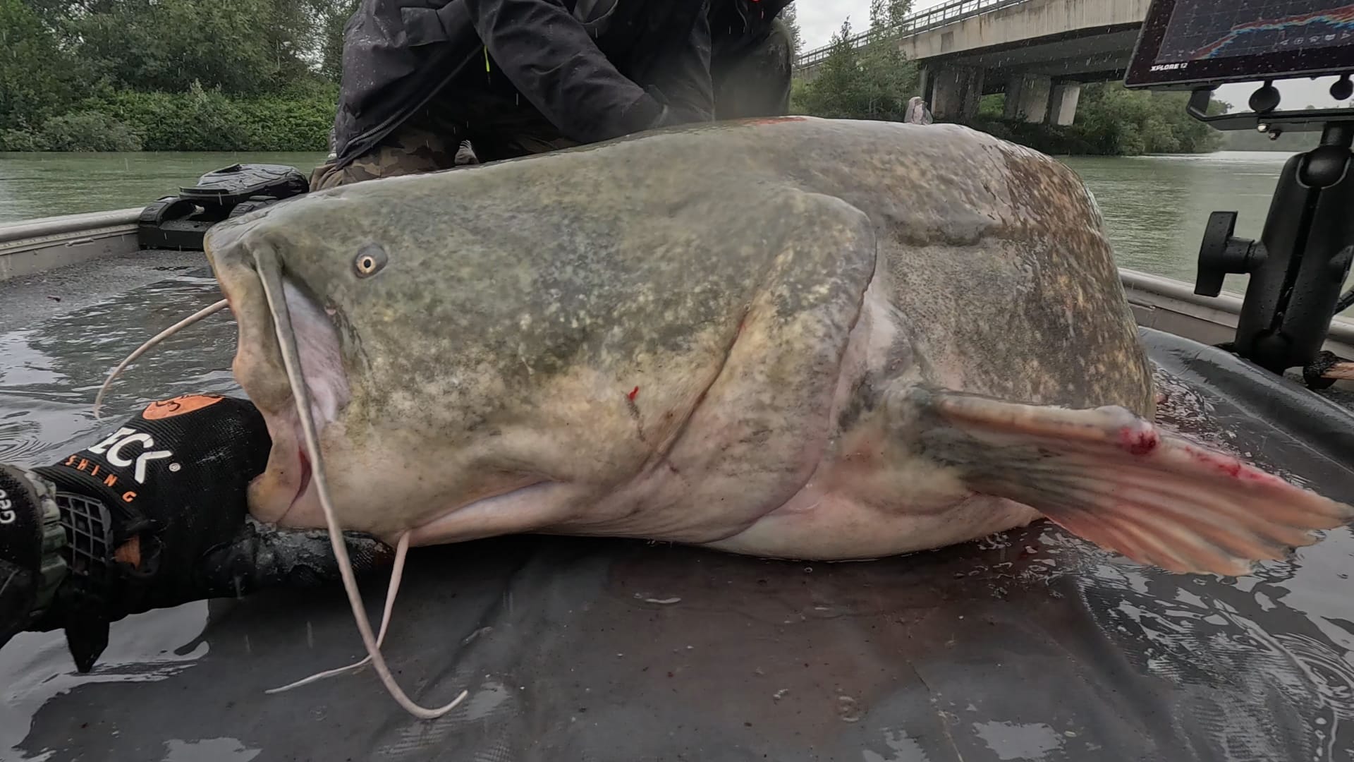 Catfish fishing on the Tiber River